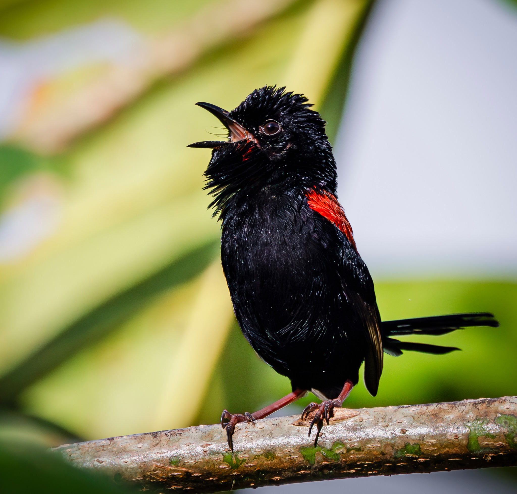 Half Day Birding Tour - Red-backed Fairywren, Cairns region