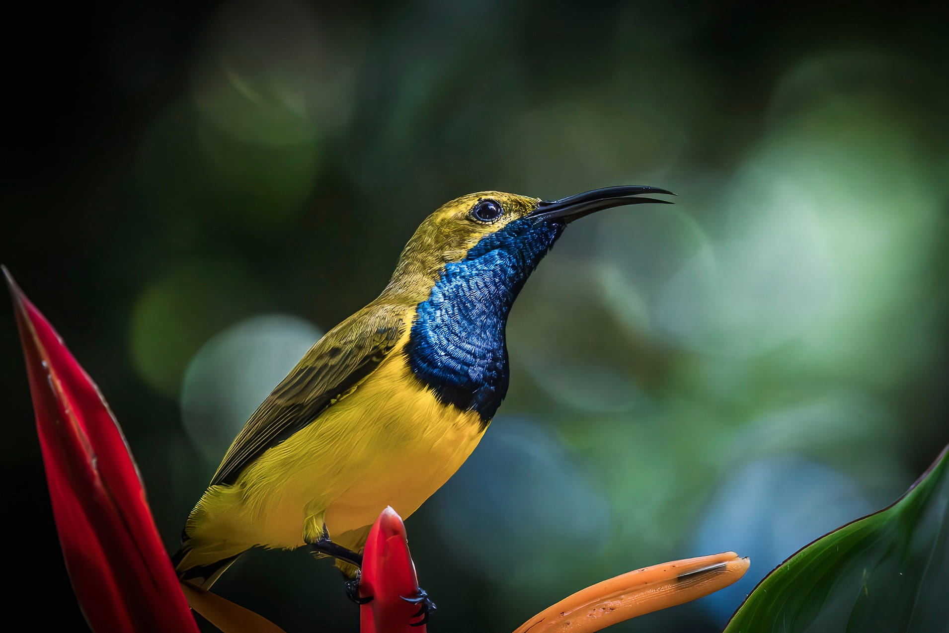 Birding Expeditions - multi-day tours into the Wet Tropics