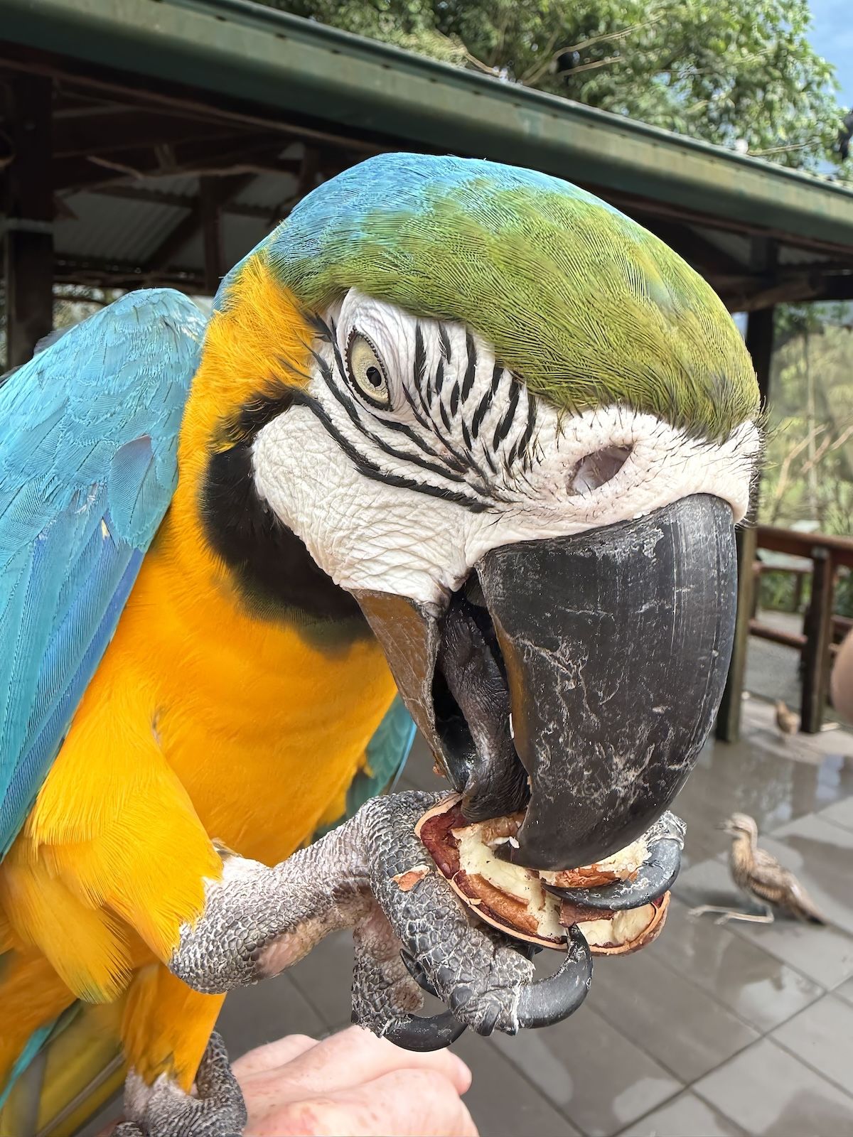 Birdworld Kuranda
