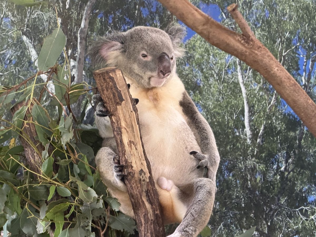 Kuranda Koala Gardens