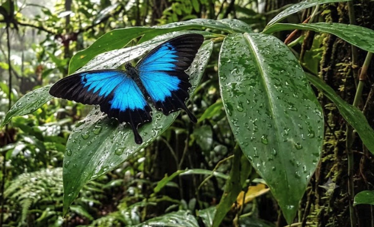 Australian Butterfly Sanctuary