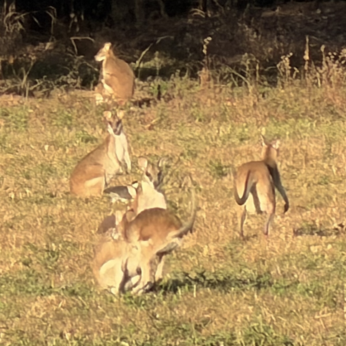 Late afternoon wildlife stop