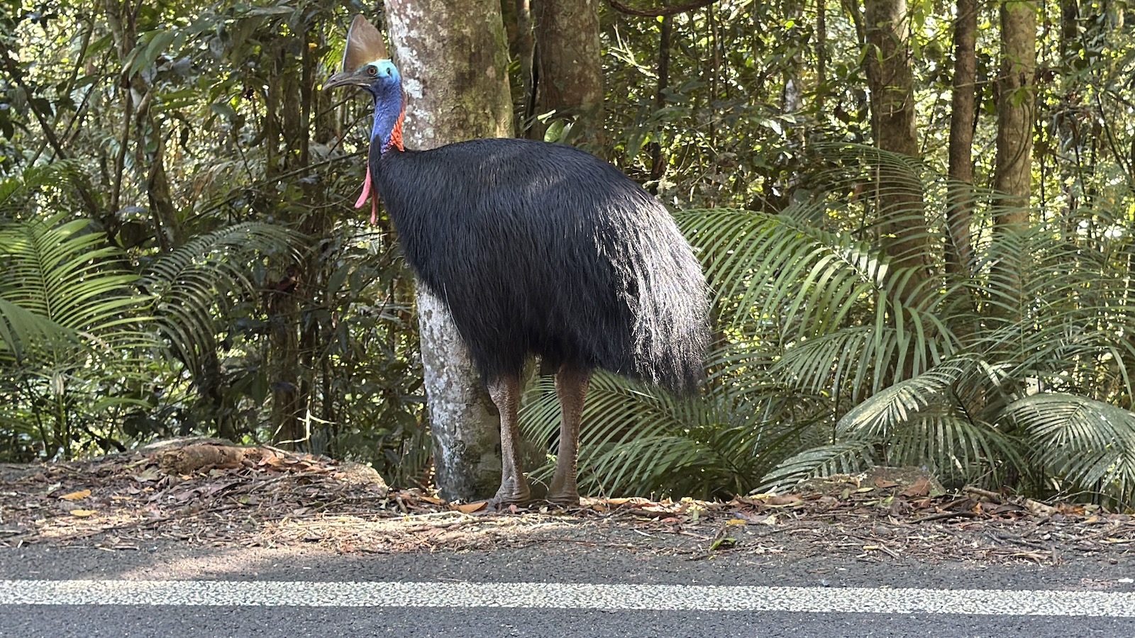 Kuranda Range Discovery
