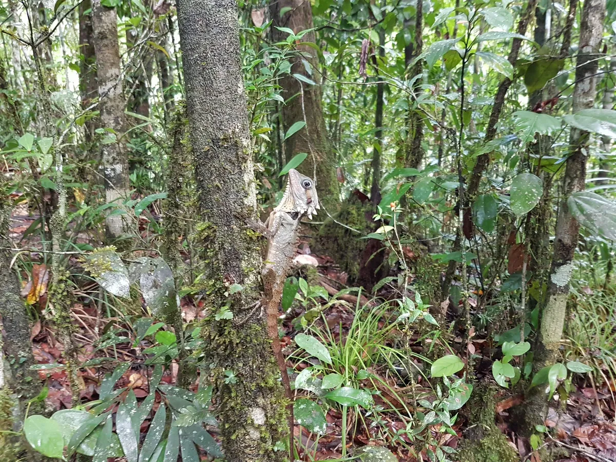 Wet Tropics Wildlife Immersion