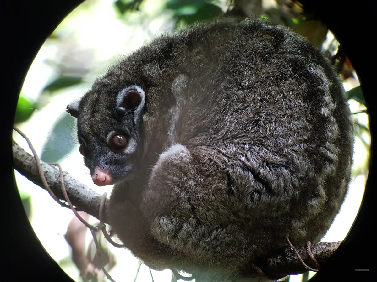Wet Tropics Wildlife Immersion