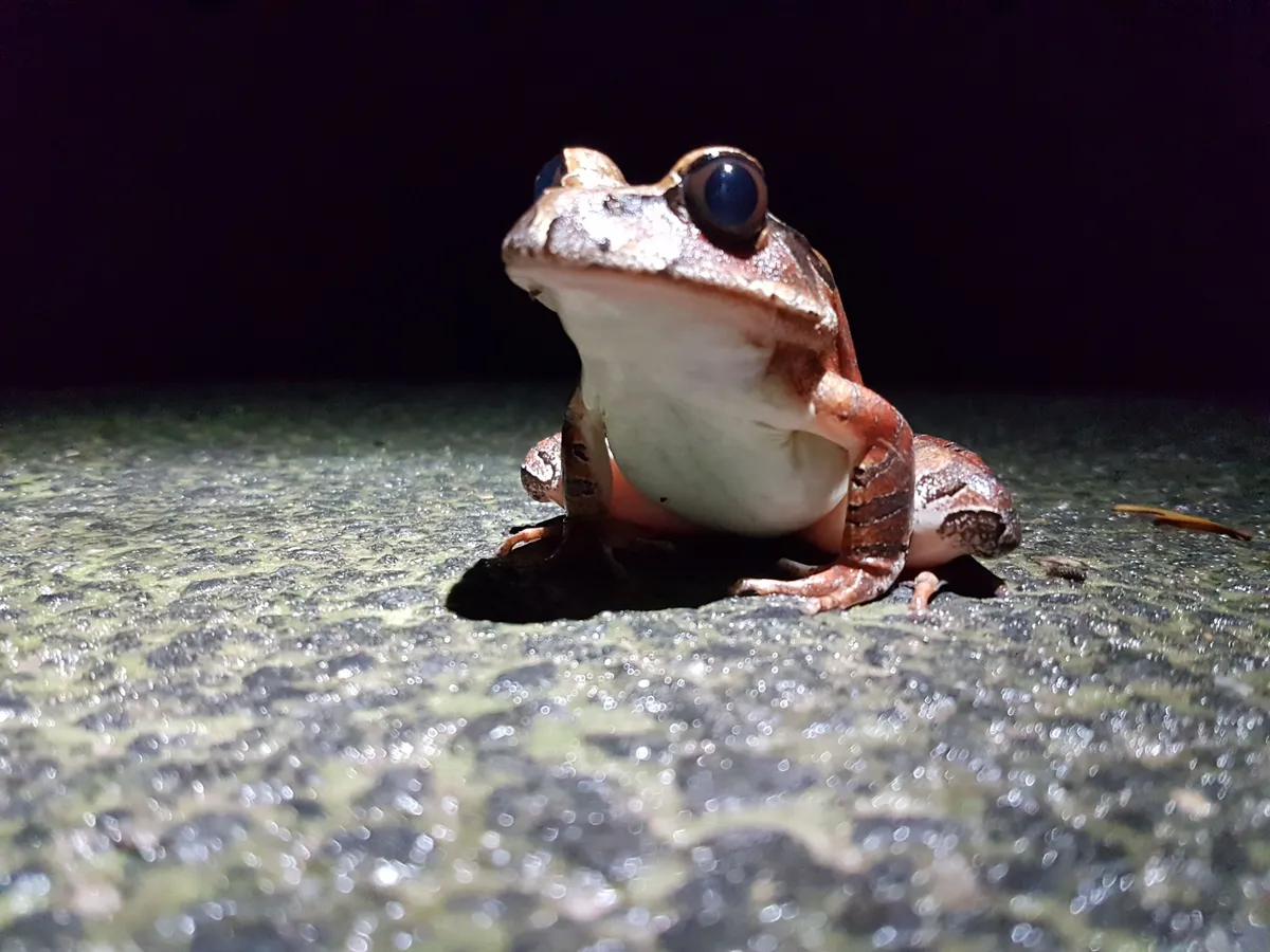 Wet Tropics Wildlife Immersion