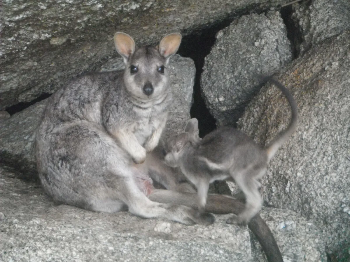 Wet Tropics Wildlife Immersion