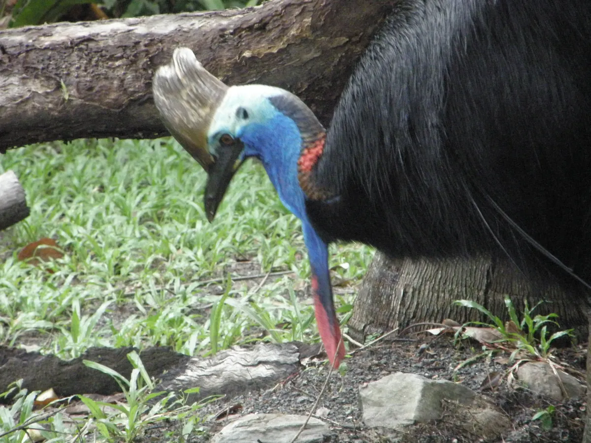 Wet Tropics Wildlife Immersion