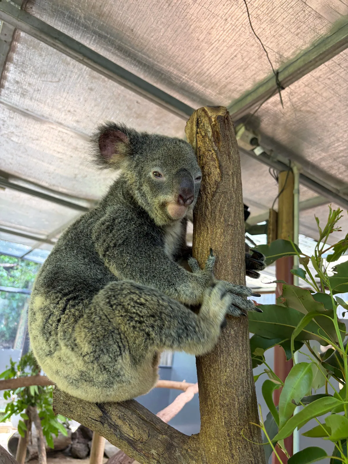 Kuranda Private Day Discovery Tour