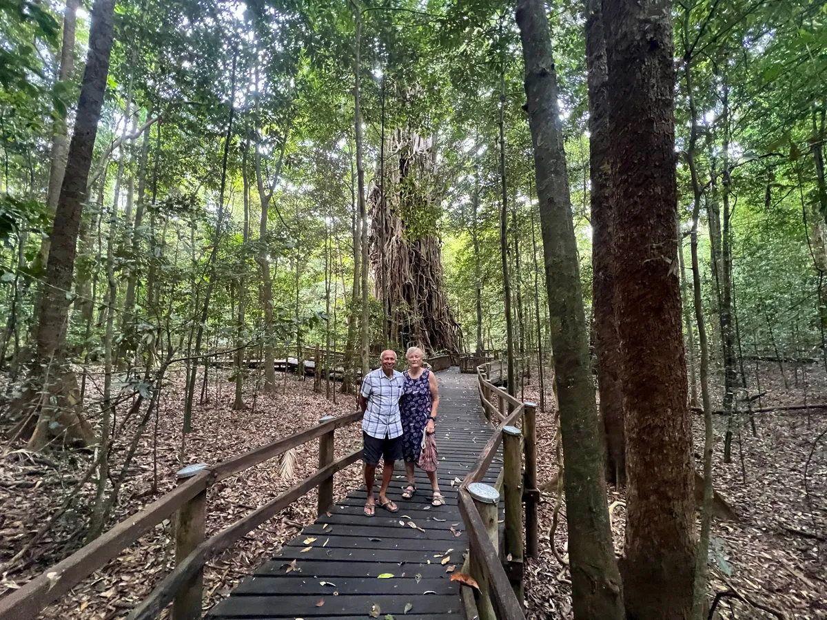 The Clohesy River Road Fig Tree