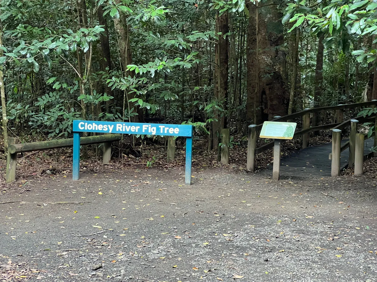 The Clohesy River Road Fig Tree