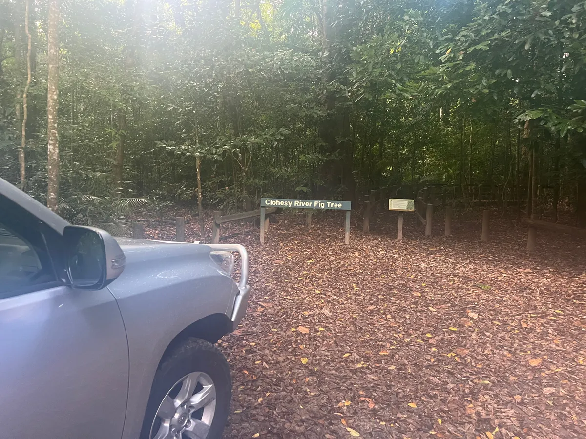 The Clohesy River Road Fig Tree