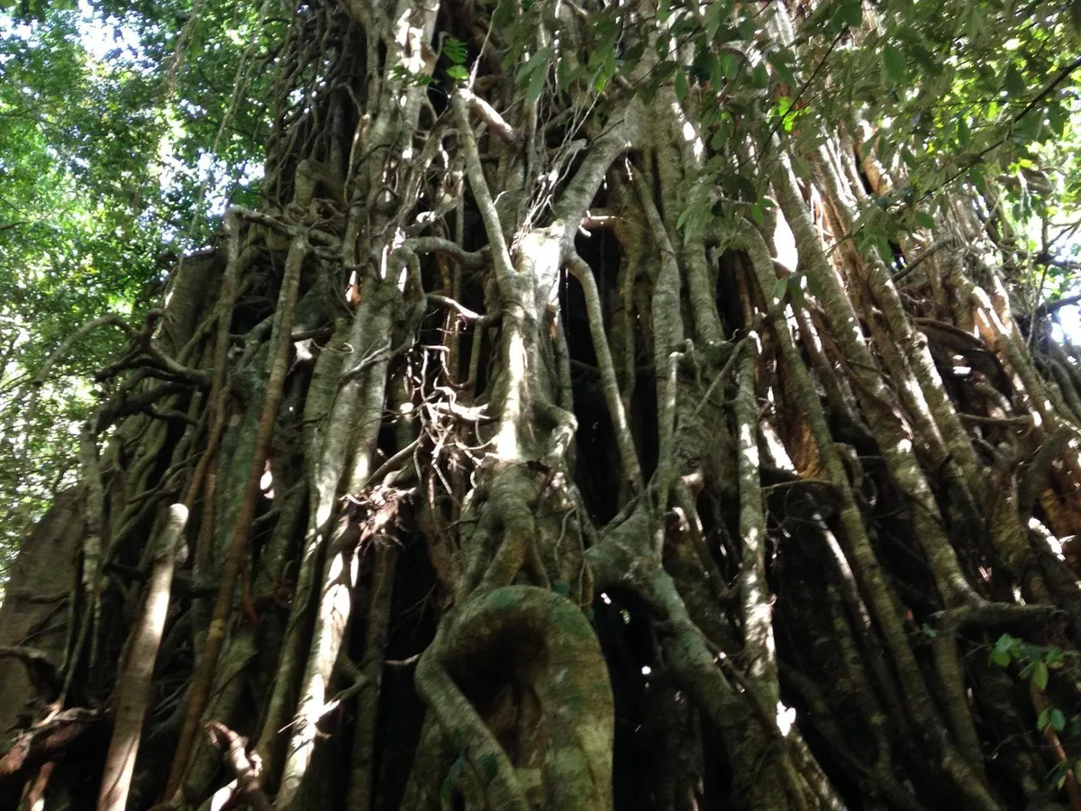 Clohesy River Fig Tree