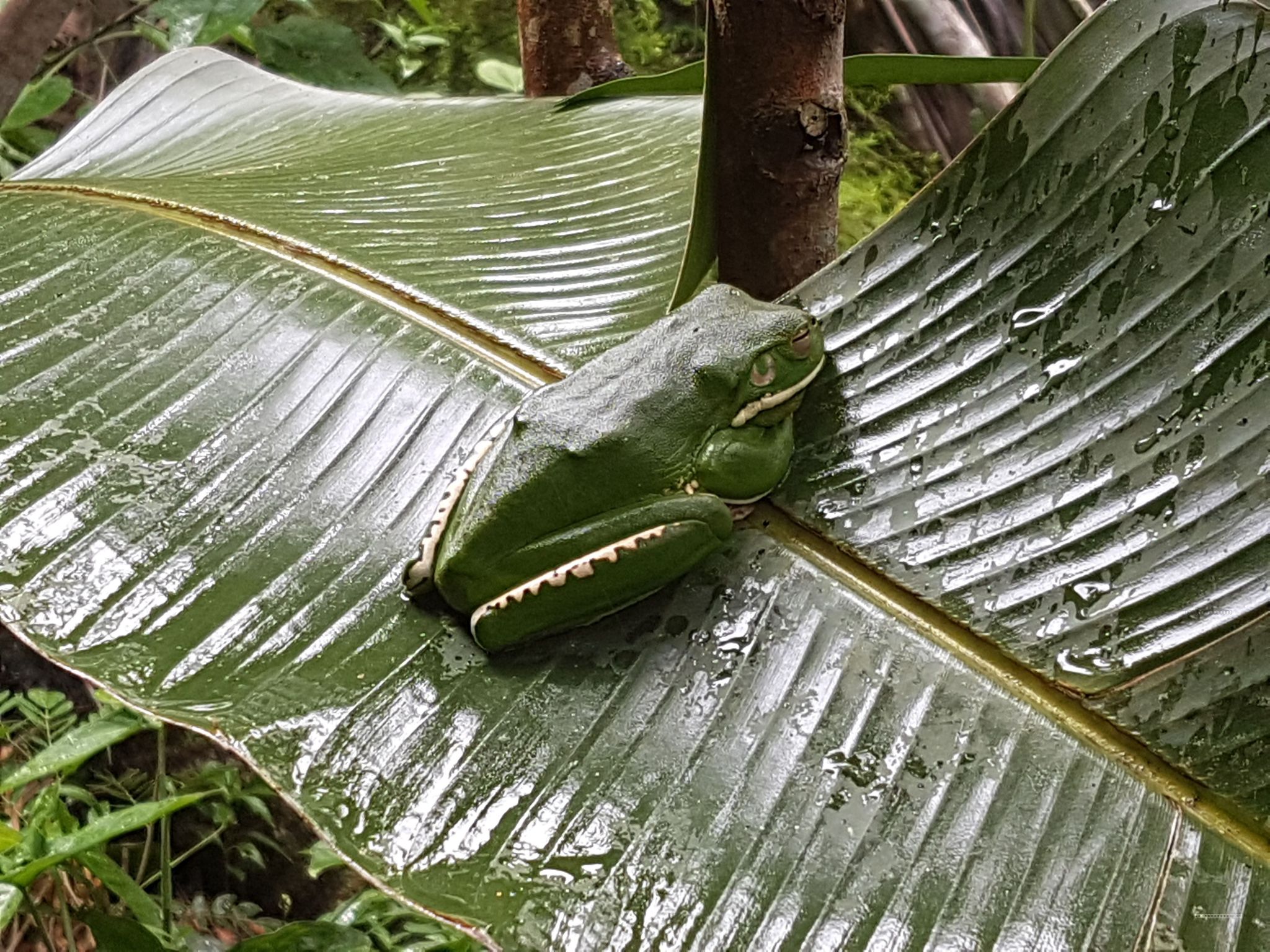 Wet Tropics Wildlife Immersion