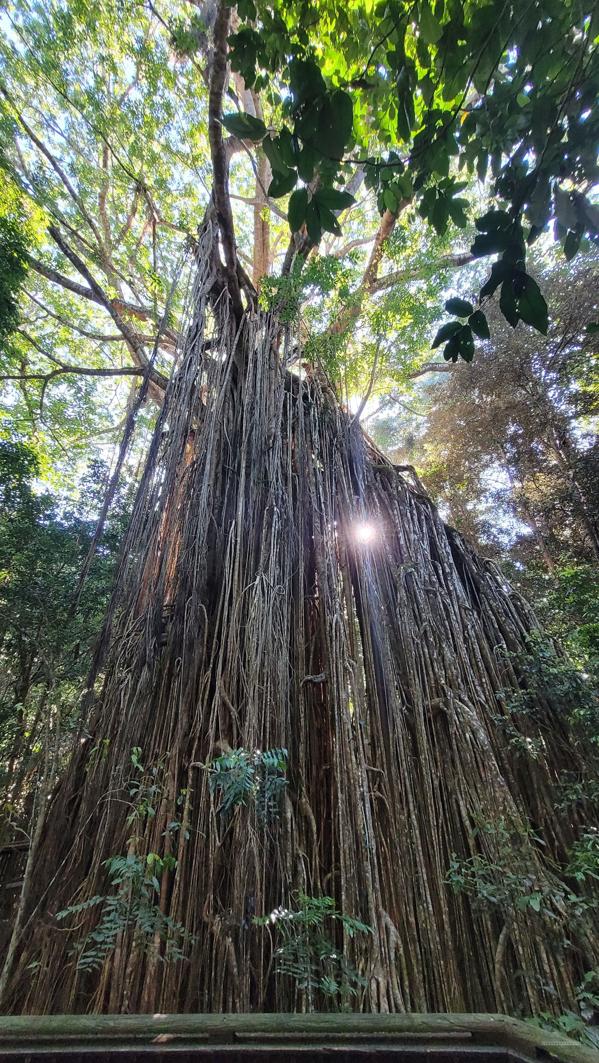 The Clohesly River Road Fig Tree