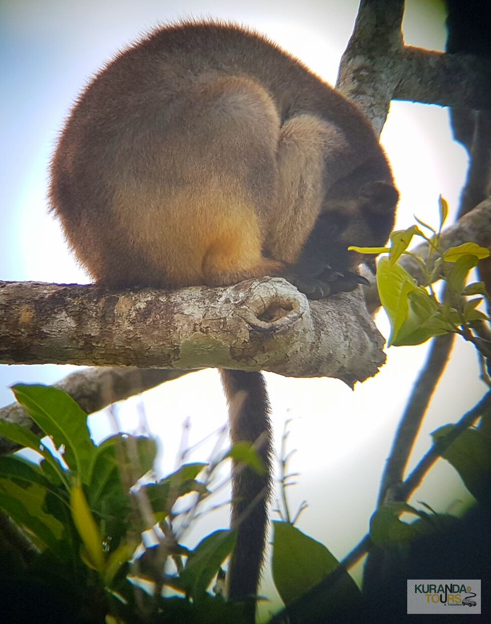 Wet Tropics Wildlife Immersion
